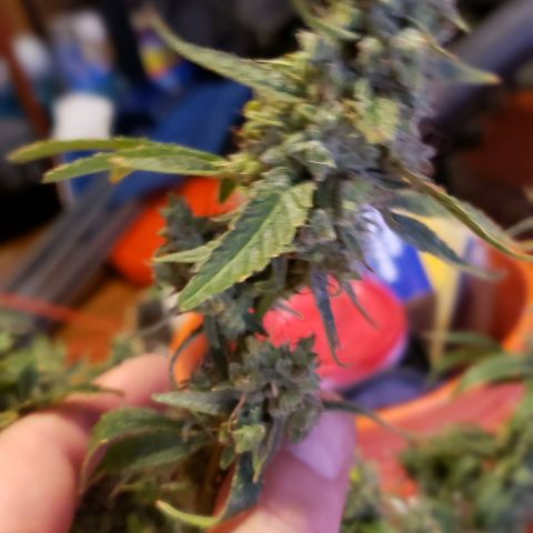 GGB1 growlog timeline photo