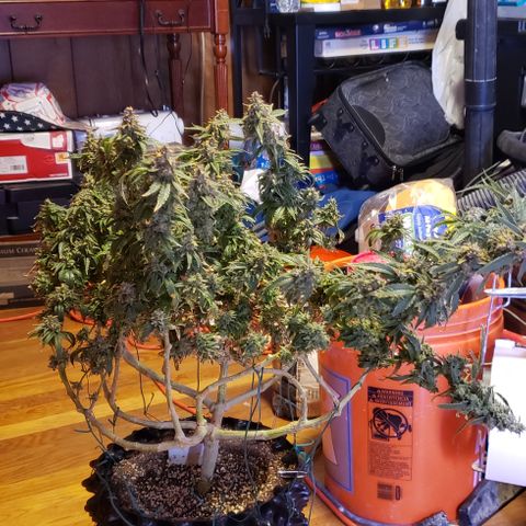 GGB1 growlog timeline photo