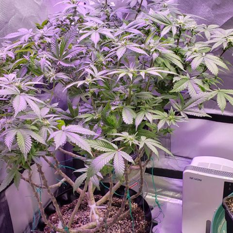 Blackberry growlog timeline photo