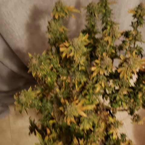 Big Tooth growlog timeline photo