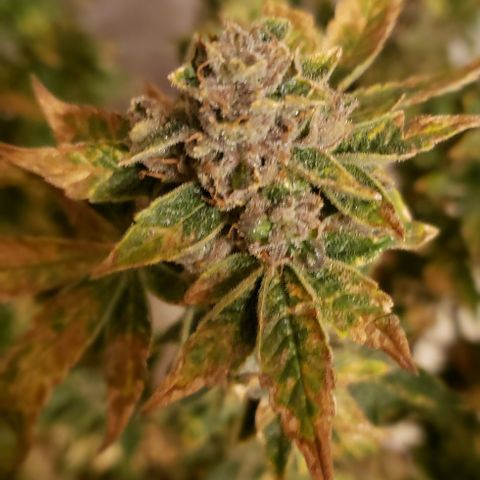 Big Tooth growlog timeline photo