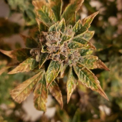 Big Tooth growlog timeline photo