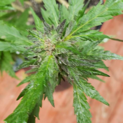 Gorilla Breath x GDP  growlog timeline photo