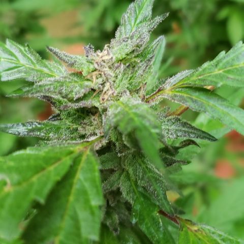 Gorilla Breath x GDP  growlog timeline photo