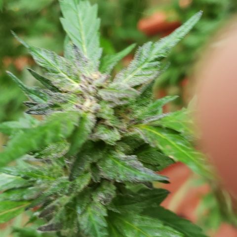Gorilla Breath x GDP  growlog timeline photo
