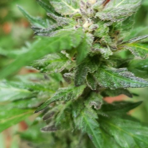 Gorilla Breath x GDP  growlog timeline photo