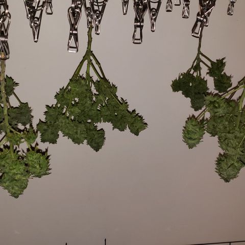 Blackberry growlog timeline photo