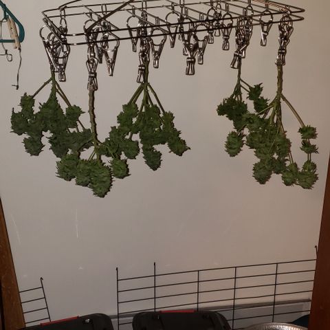 Blackberry growlog timeline photo