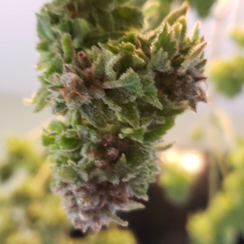 Blackberry growlog photo: Chop