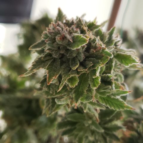 Blackberry growlog photo: Chop