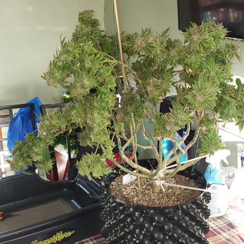 Blackberry growlog photo: Chop