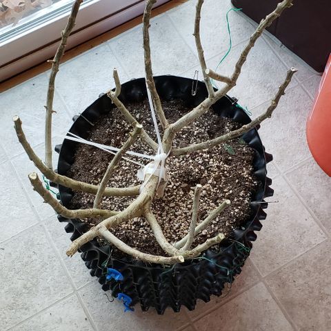 Blackberry growlog photo: Chop