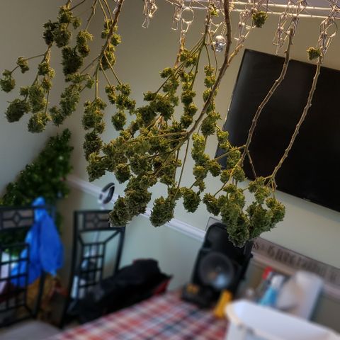 Blackberry growlog photo: Chop