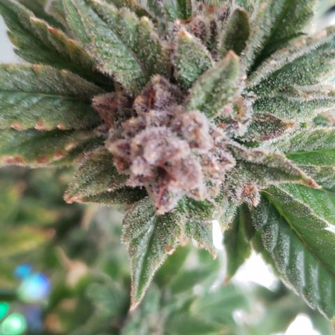 Blackberry growlog timeline photo