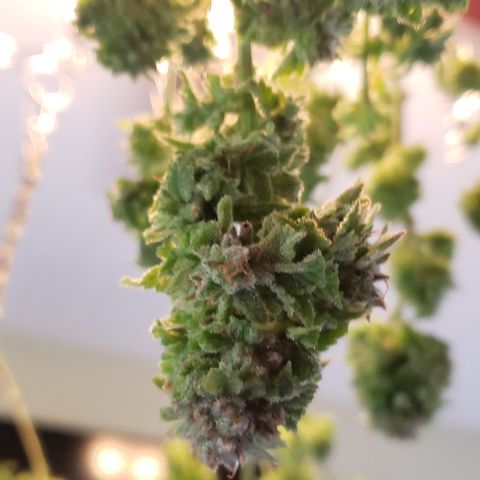 Blackberry growlog timeline photo
