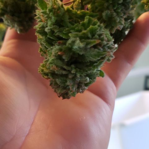 Blackberry growlog photo: Chop