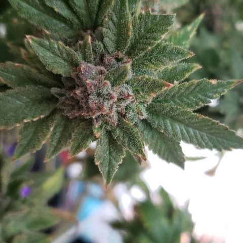 Blackberry growlog photo: Chop