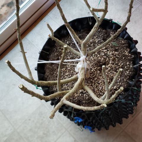 Blackberry growlog photo: Chop