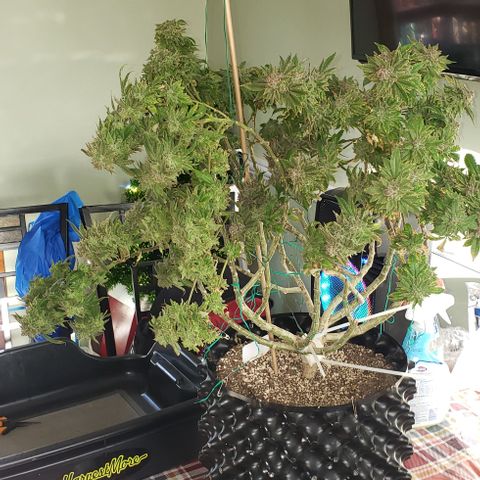 Blackberry growlog timeline photo