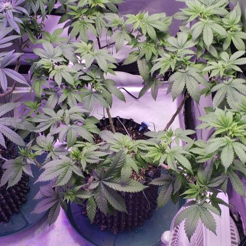 Blackberry #1 growlog timeline photo