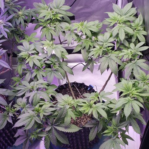Blackberry #1 growlog timeline photo
