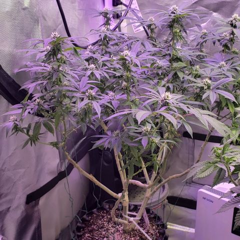 Big Tooth #1 growlog timeline photo