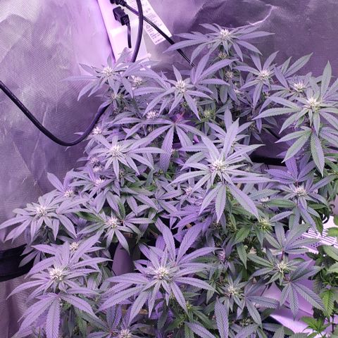 Big Tooth #1 growlog timeline photo