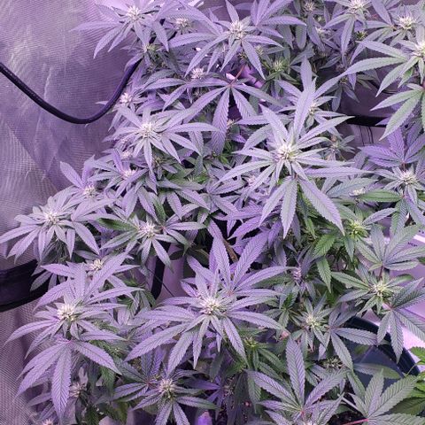 Big Tooth #1 growlog timeline photo