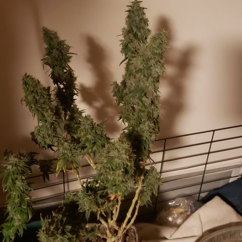 GGB1 (1) growlog timeline photo