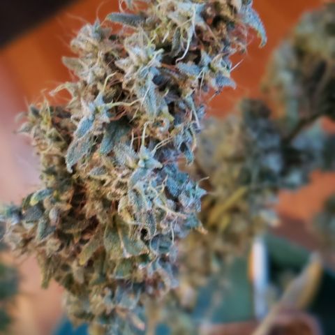 GGB1 (1) growlog photo: Chop
