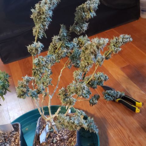 GGB1 (1) growlog photo: Chop