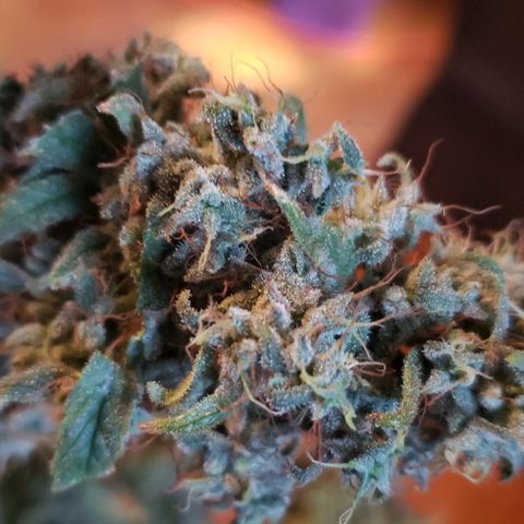 GGB1 (1) growlog photo: Chop
