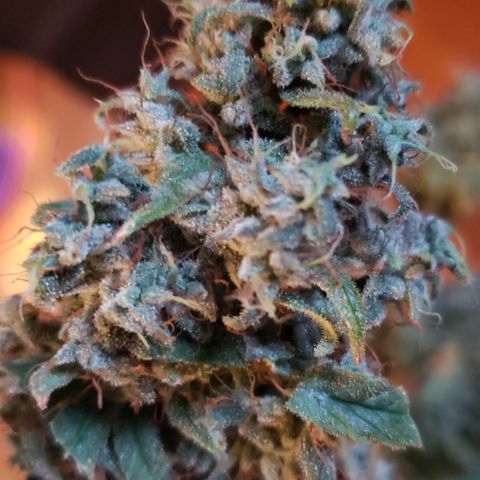 GGB1 (1) growlog photo: Chop