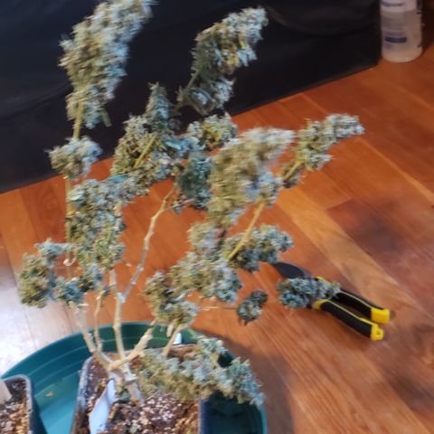 GGB1 (1) growlog photo: Chop