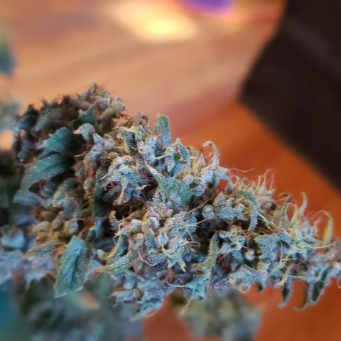 GGB1 (1) growlog photo: Chop