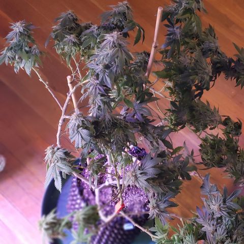 Blackberry #1 growlog timeline photo