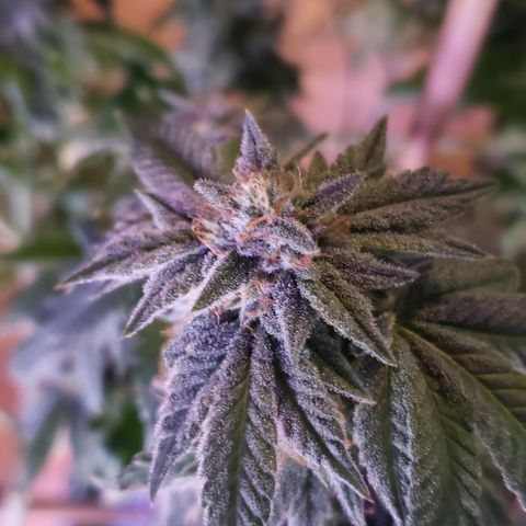 Blackberry #1 growlog timeline photo