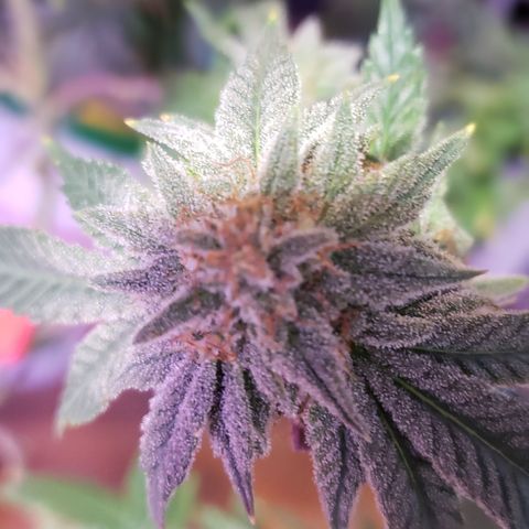 Blackberry #1 growlog timeline photo