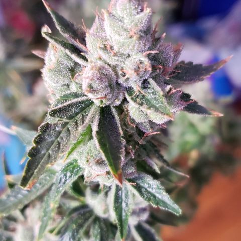 Big Tooth #1 growlog timeline photo