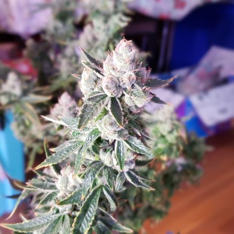 Big Tooth #1 growlog timeline photo