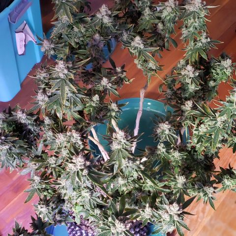 Big Tooth #1 growlog timeline photo