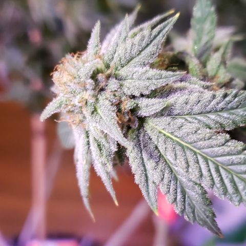 Blackberry #1 growlog timeline photo