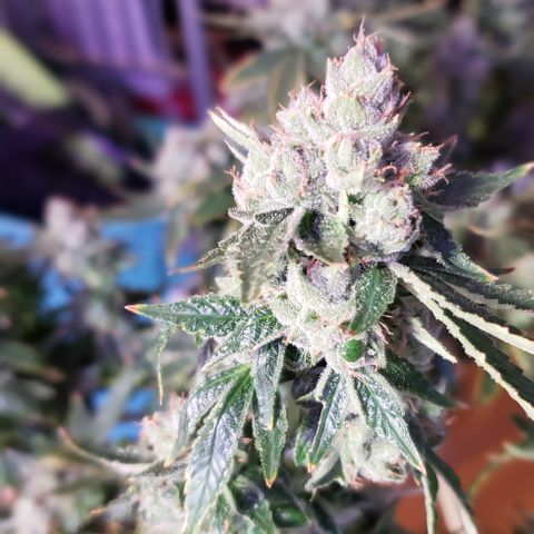 Big Tooth #1 growlog timeline photo