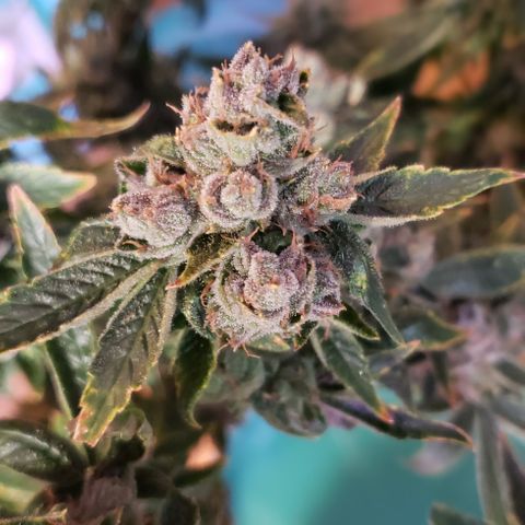Big Tooth #1 growlog timeline photo
