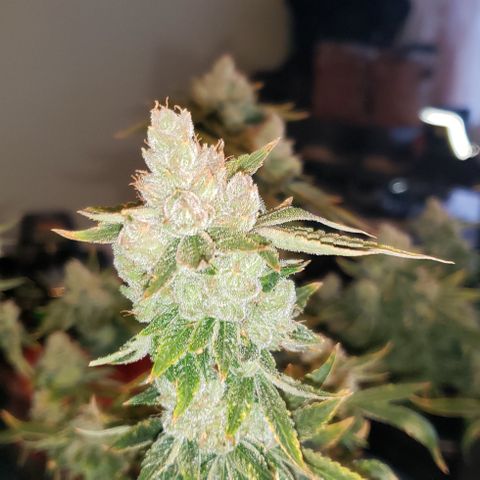 Big Tooth #1 growlog timeline photo