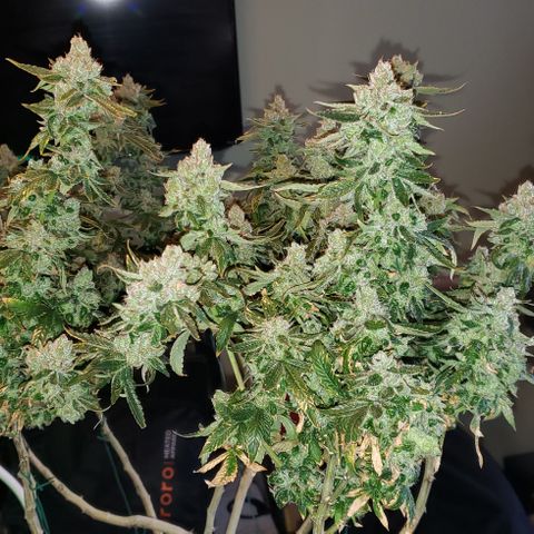 Big Tooth #1 growlog timeline photo