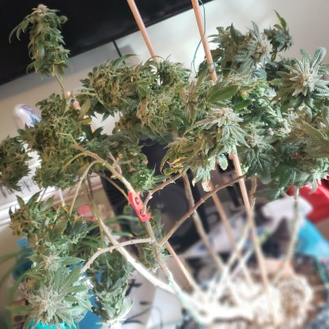 Blackberry #1 growlog photo: Chopped