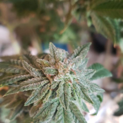 Blackberry #1 growlog photo: Chopped