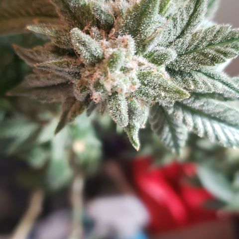 Blackberry #1 growlog photo: Chopped