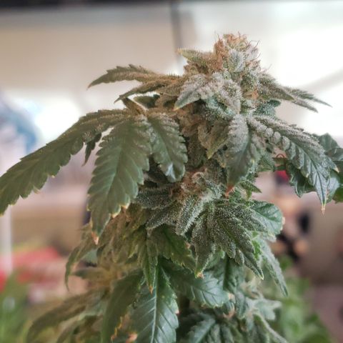 Blackberry #1 growlog photo: Chopped